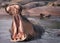 Hippopotamus, hippopotamus amphibius, Adult with open Mouth, Virunga Park, Congo