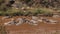 Hippopotamus, hippopotamus amphibius, Adult sleeping in River, Masai Mara Park in Kenya,