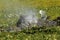 Hippopotamus, hippopotamus amphibius, Adult standing in Swamp full of Water Lettuce, Masai Mara Park in Kenya