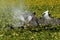 Hippopotamus, hippopotamus amphibius, Adult standing in Swamp full of Water Lettuce, Spraying Water, Masai Mara Park in Kenya