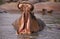 Hippopotamus, hippopotamus amphibius, Adult Yawning, with Open Mouth, Virunga Park in Congo