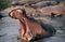 Hippopotamus, hippopotamus amphibius, Adult Yawning, Virunga Park in Congo