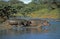 Hippopotamus, hippopotamus amphibius, Adults entering River, Masai Mara Park in Kenya