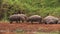 Hippopotamus, hippopotamus amphibius, Adults sleeping and Youngs playing, Masai Mara Park in Kenya,