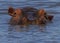 Hippopotamus Hippopotamus amphibius emerging from a pond