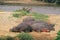 HIPPOPOTAMUS hippopotamus amphibius, GROUP SLEEPING NEAR MARA RIVER, KENYA