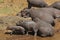 Hippopotamus, hippopotamus amphibius, Group sleeping near River, Masai Mara Park in Kenya