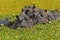 Hippopotamus, hippopotamus amphibius, Group standing in Swamp full of Water Lettuce, Masai Mara Park in Kenya