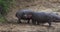 Hippopotamus, hippopotamus amphibius, Masai Mara park in Kenya,