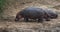 Hippopotamus, hippopotamus amphibius, Masai Mara park in Kenya, R