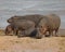 Hippopotamus Hippopotamus amphibius, Ngorongoro Crater
