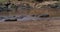 Hippopotamus, hippopotamus amphibius, nile crocodile, group standing in river, Masai Mara park in Kenya, Real Time