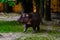 Hippopotamus Hippopotamus amphibius. Young female of the hippo