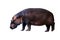 Hippopotamus Hippopotamus amphibius. Young female of the hippo isolated on white background