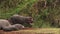 Hippopotamus, hippopotamus amphibius, Youngs sleeping and Adults with Open Mouth, Masai Mara Park in Kenya,