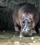 Hippopotamus Hippos amphibius capensis