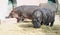 Hippopotamus hoofed mammal large animal pig Africa