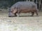 Hippopotamus image captured in the zoo