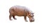 Hippopotamus isolated