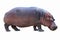 Hippopotamus isolated