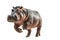 a hippopotamus jumping on isolate white background