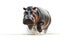 a hippopotamus jumping on isolate white background