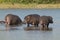 Hippopotamus , Kruger National Park