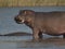 Hippopotamus , Kruger National Park