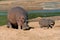 Hippopotamus, Kruger National Park, South Africa