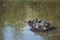 Hippopotamus in Kruger National park, South Africa