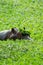 Hippopotamus in a lake with lilly plants