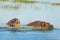 Hippopotamus, Lake Naivasha