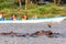 Hippopotamus in Lake Naivasha against boat with tourists. Tourism in Kenya