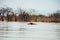 Hippopotamus in Lake Okavango in Africa. Fauna of Africa photo from wild nature