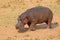 Hippopotamus on land