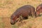 Hippopotamus on land