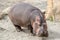 Hippopotamus on land