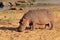 Hippopotamus on land - Kruger National Park