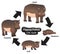 Hippopotamus Life Cycle Infographic Diagram