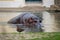 Hippopotamus lurking in water next to bird