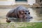 Hippopotamus lurking in water next to bird