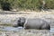 Hippopotamus male, Hippopotamus amphibius covered with mud Moremi National Park, Botswana