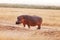 Hippopotamus, Masai Mara