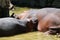 Hippopotamus mother with her baby