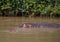 Hippopotamus mother with her baby in the water at the ISimangaliso Wetland Park