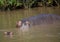 Hippopotamus mother with her baby in the water at the ISimangaliso Wetland Park