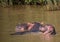 Hippopotamus mother with her baby in the water at the ISimangaliso Wetland Park