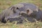 Hippopotamus napping in marsh