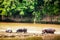 Hippopotamus near Masai river at Masai Mara National park in Kenya, Africa. Wildlife animals