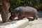 The hippopotamus near a tree in a zoo